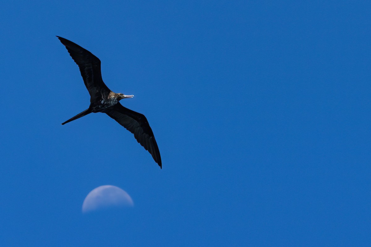 Magnificent Frigatebird - ML641339374
