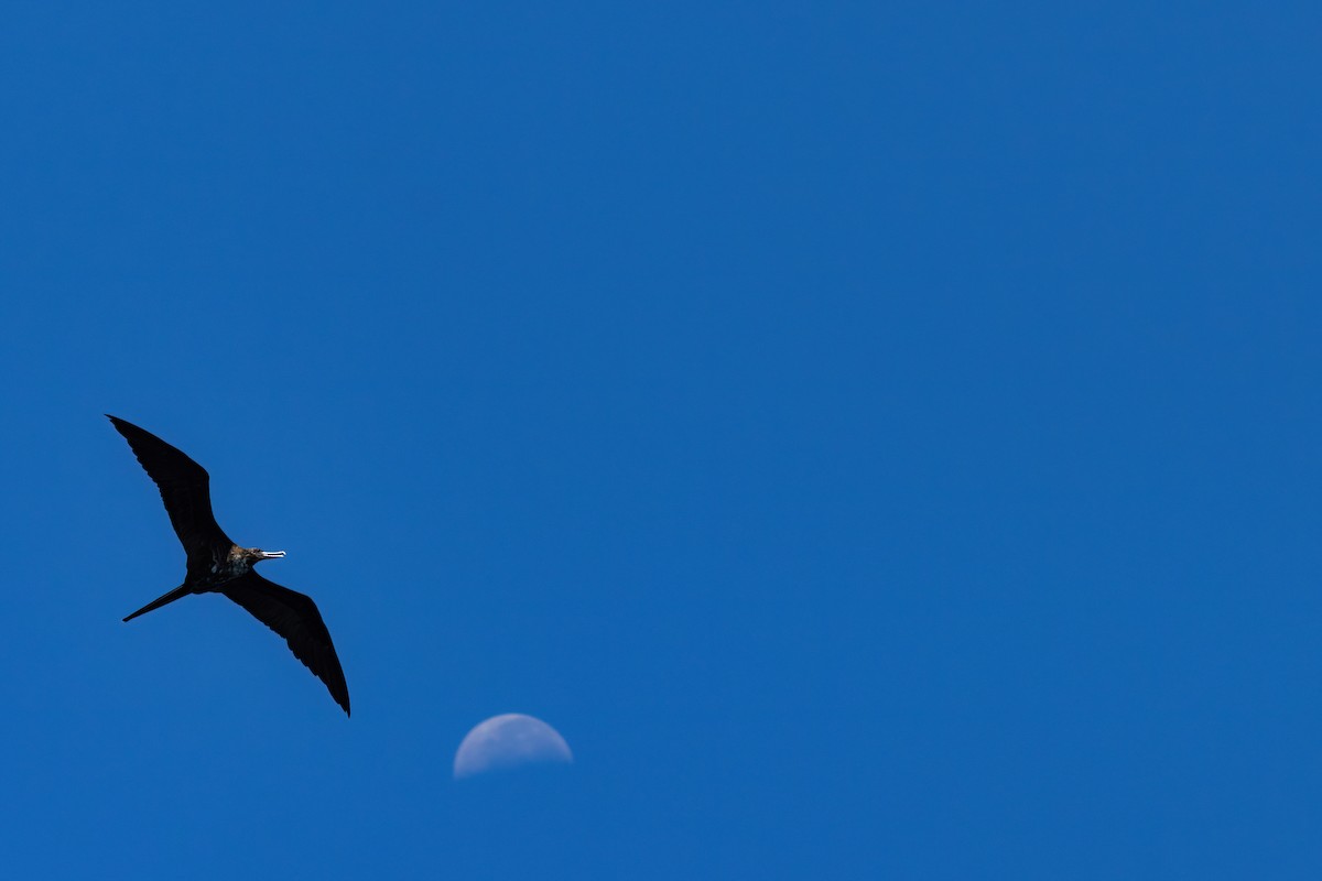 Magnificent Frigatebird - ML641339375