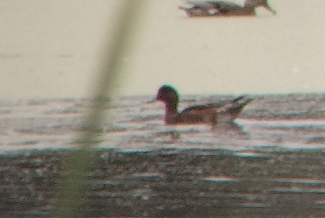 Eurasian Wigeon - ML641339405