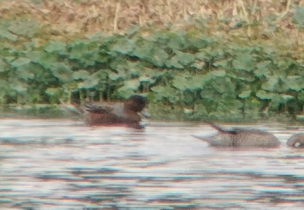 Eurasian Wigeon - ML641339406
