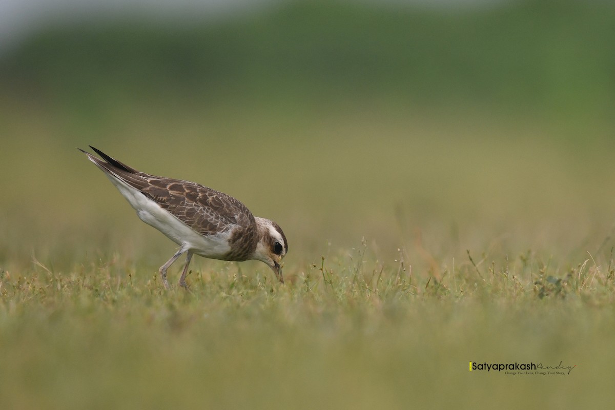 Caspian Plover - ML641339448