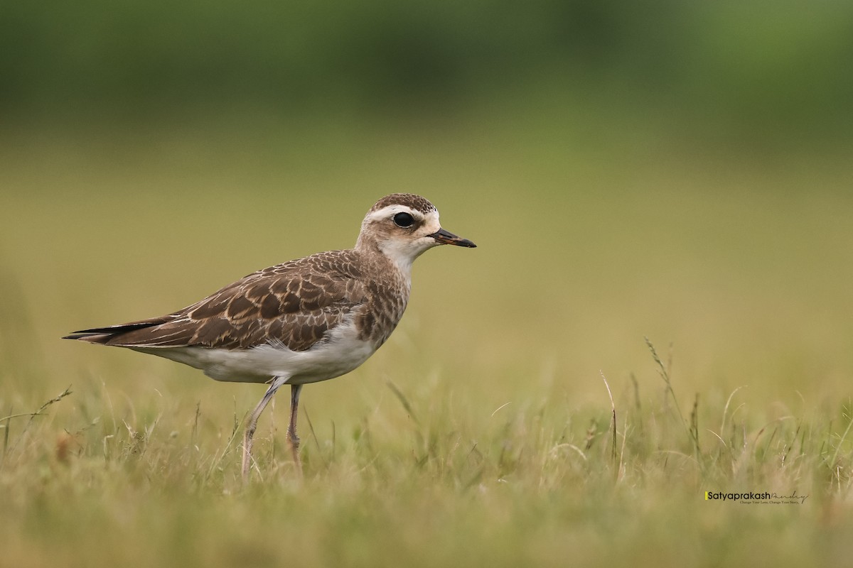 Caspian Plover - ML641339449