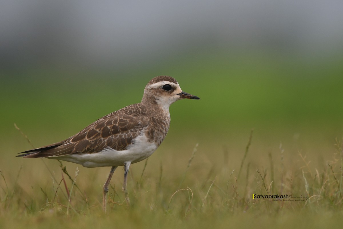 Caspian Plover - ML641339450