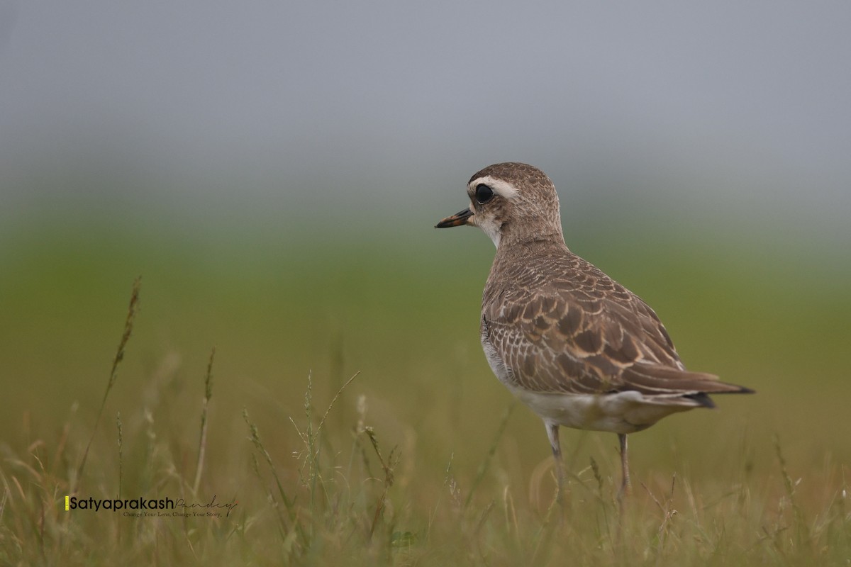 Caspian Plover - ML641339451