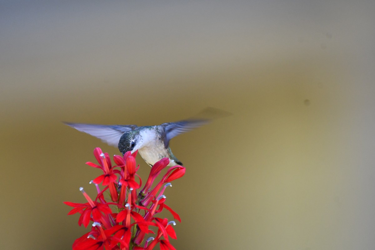 Ruby-throated Hummingbird - ML641339489