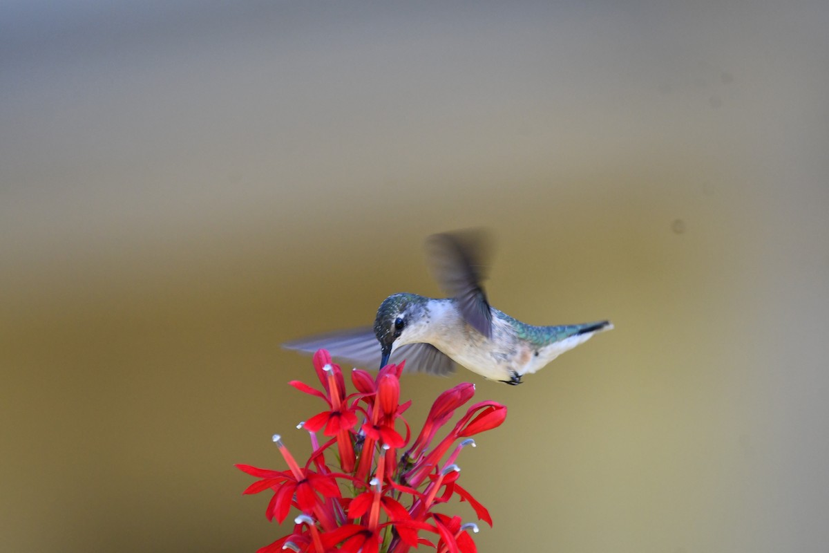 Ruby-throated Hummingbird - ML641339490