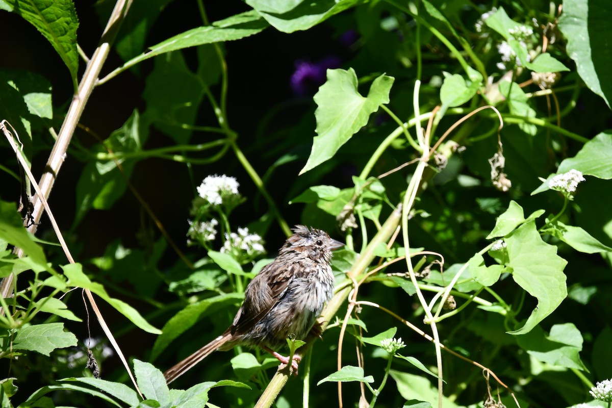 Song Sparrow - ML641339515