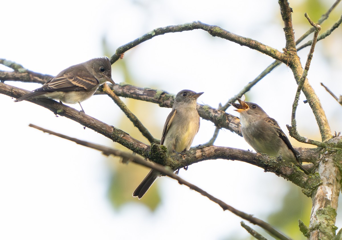 Eastern Wood-Pewee - ML641339521