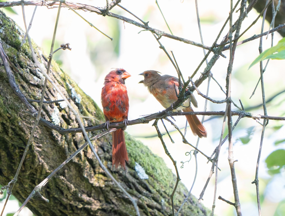 Northern Cardinal - ML641339529