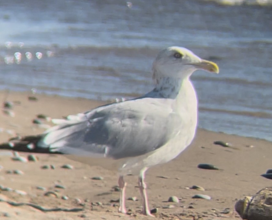 racek americký - ML641339548