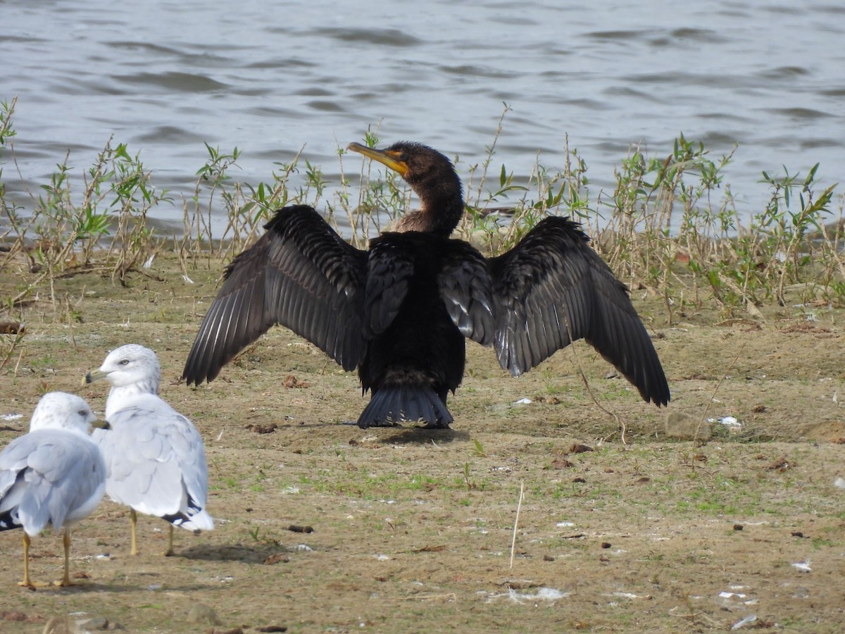 Double-crested Cormorant - ML641339556