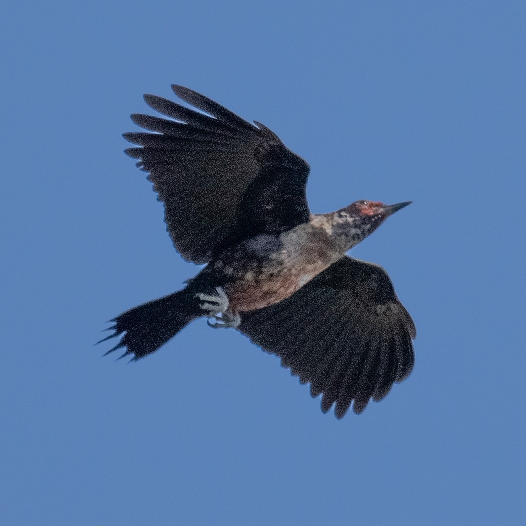 Lewis's Woodpecker - ML641339570