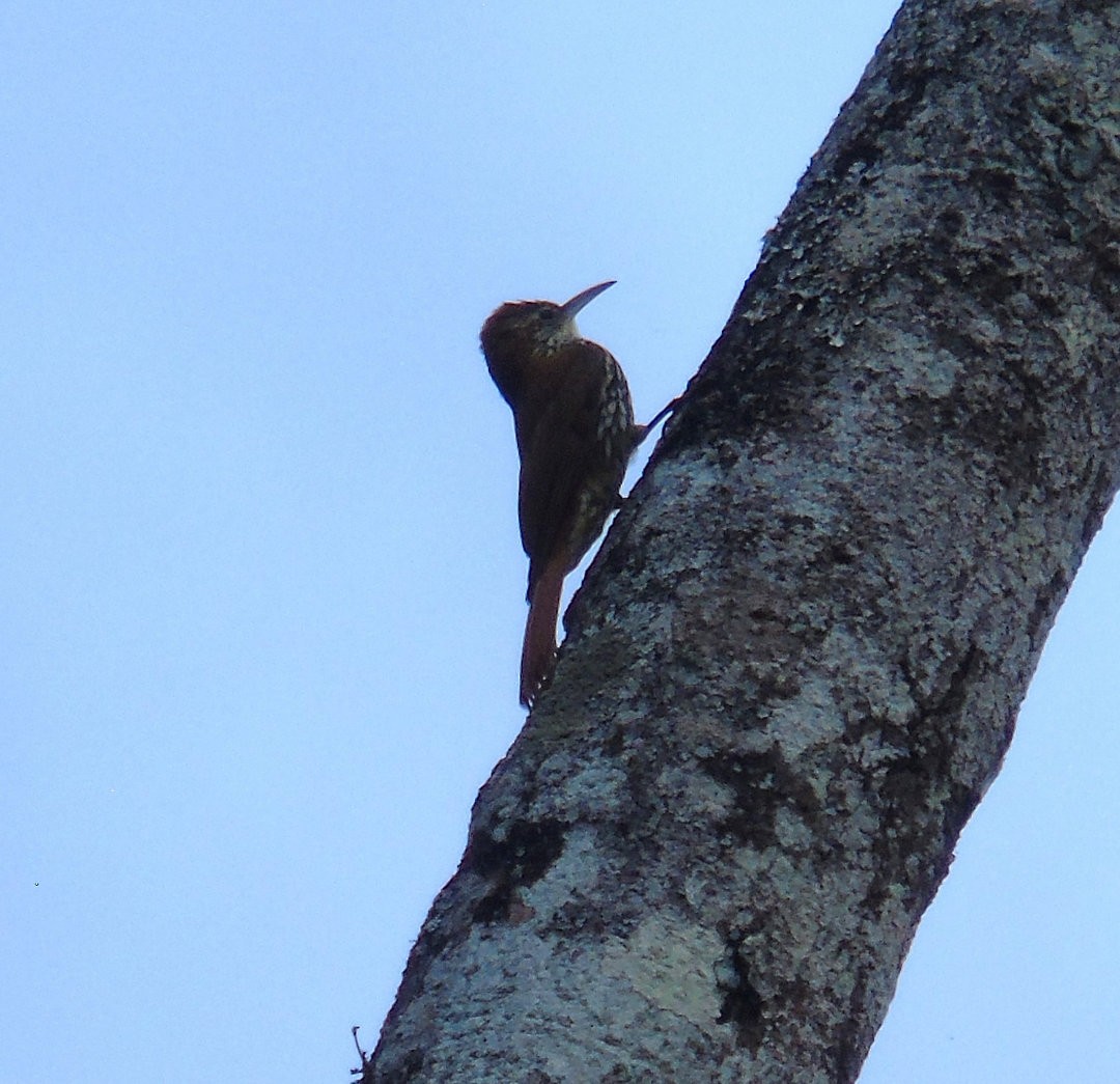 Scaled Woodcreeper (Scaled) - ML641339645