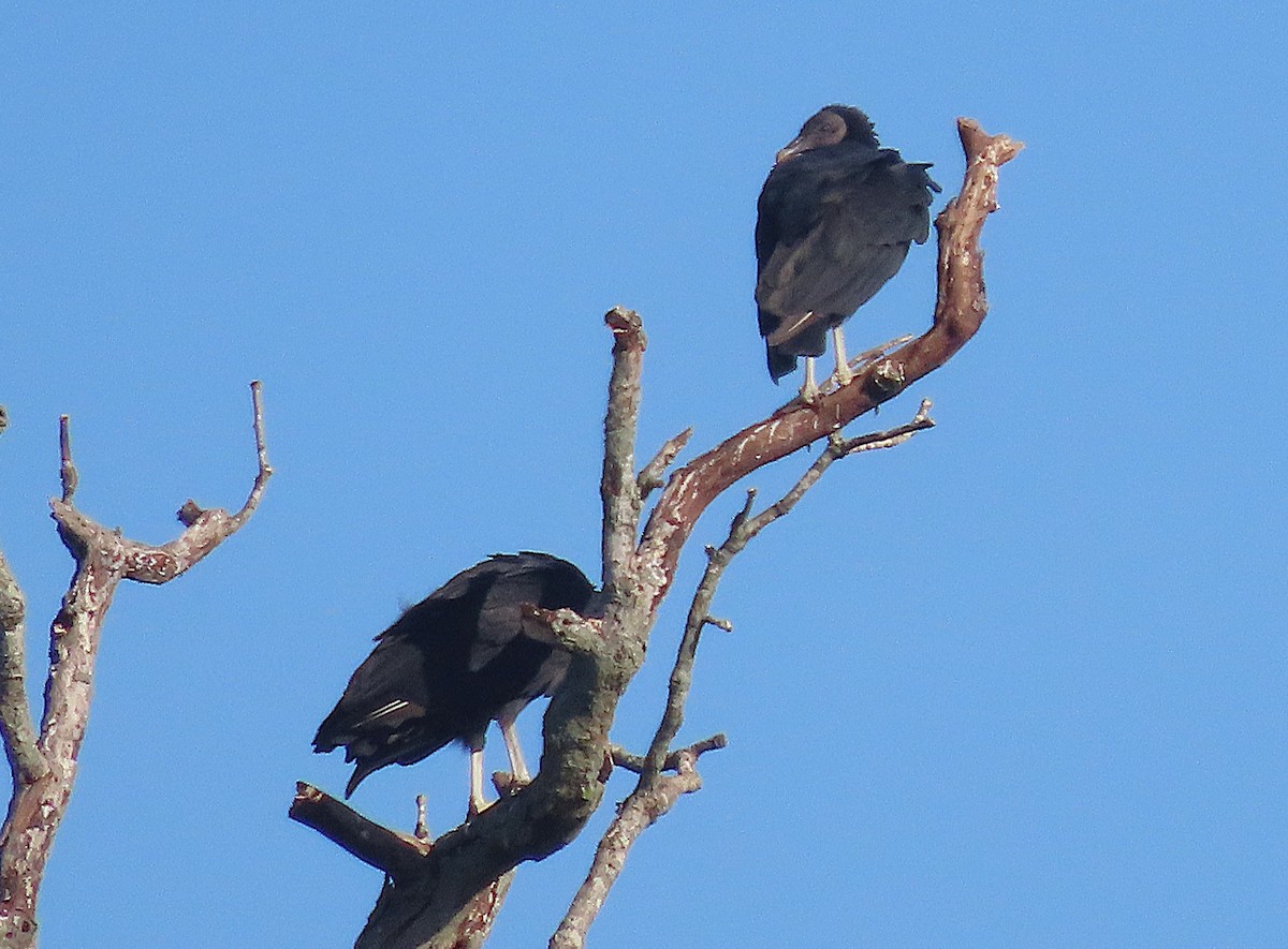 Black Vulture - ML641339652