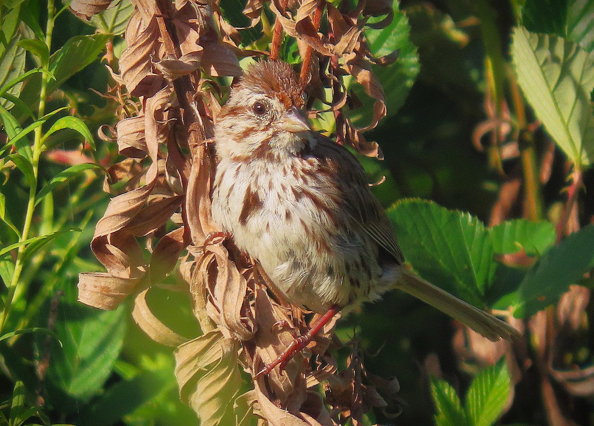 Song Sparrow - ML641339745