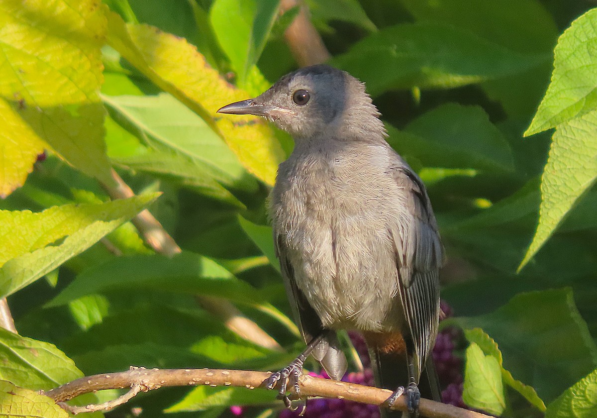 Gray Catbird - ML641339749