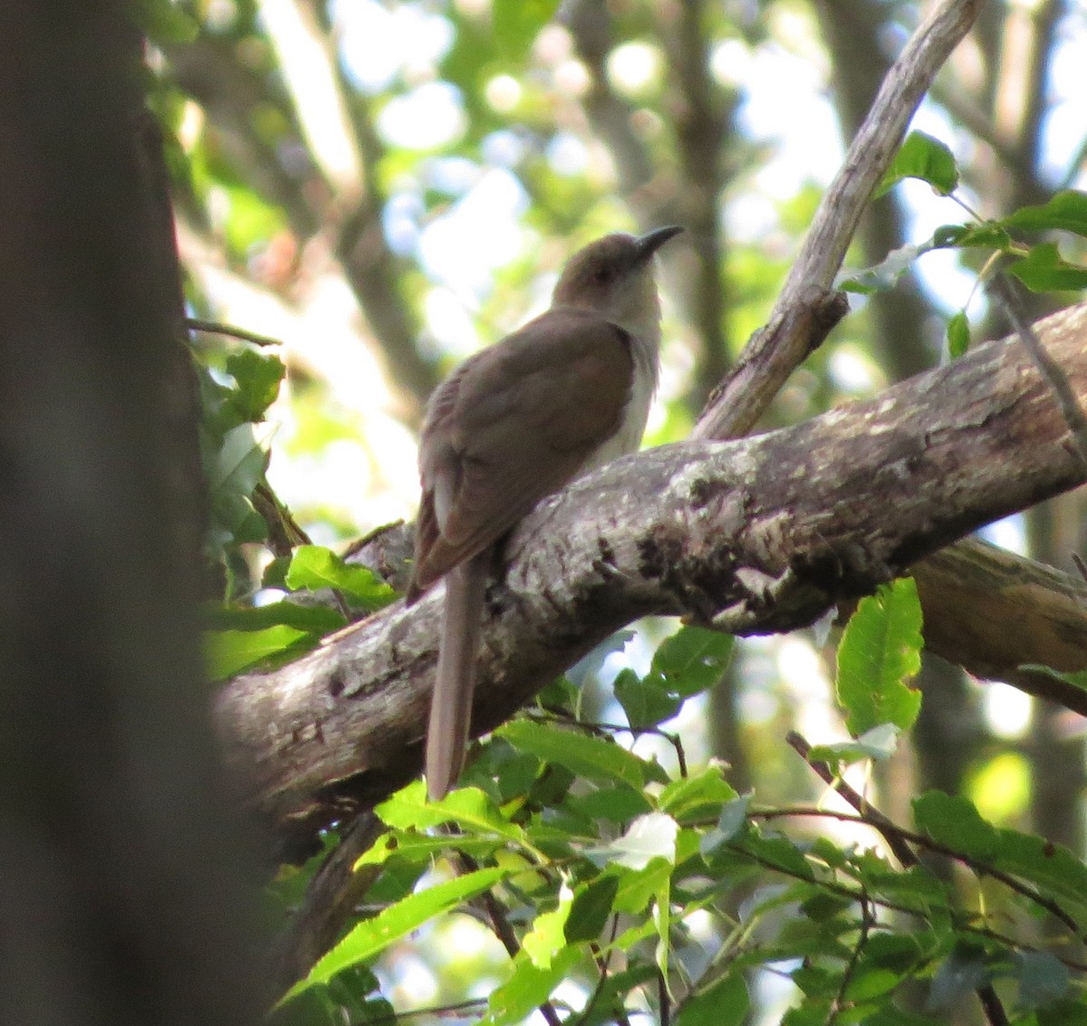 kukačka černozobá - ML641339768