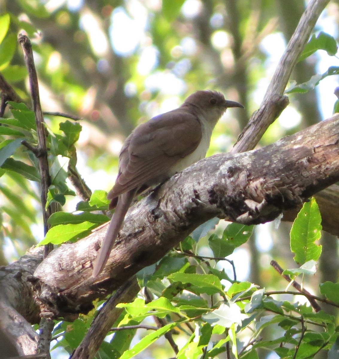 kukačka černozobá - ML641339769