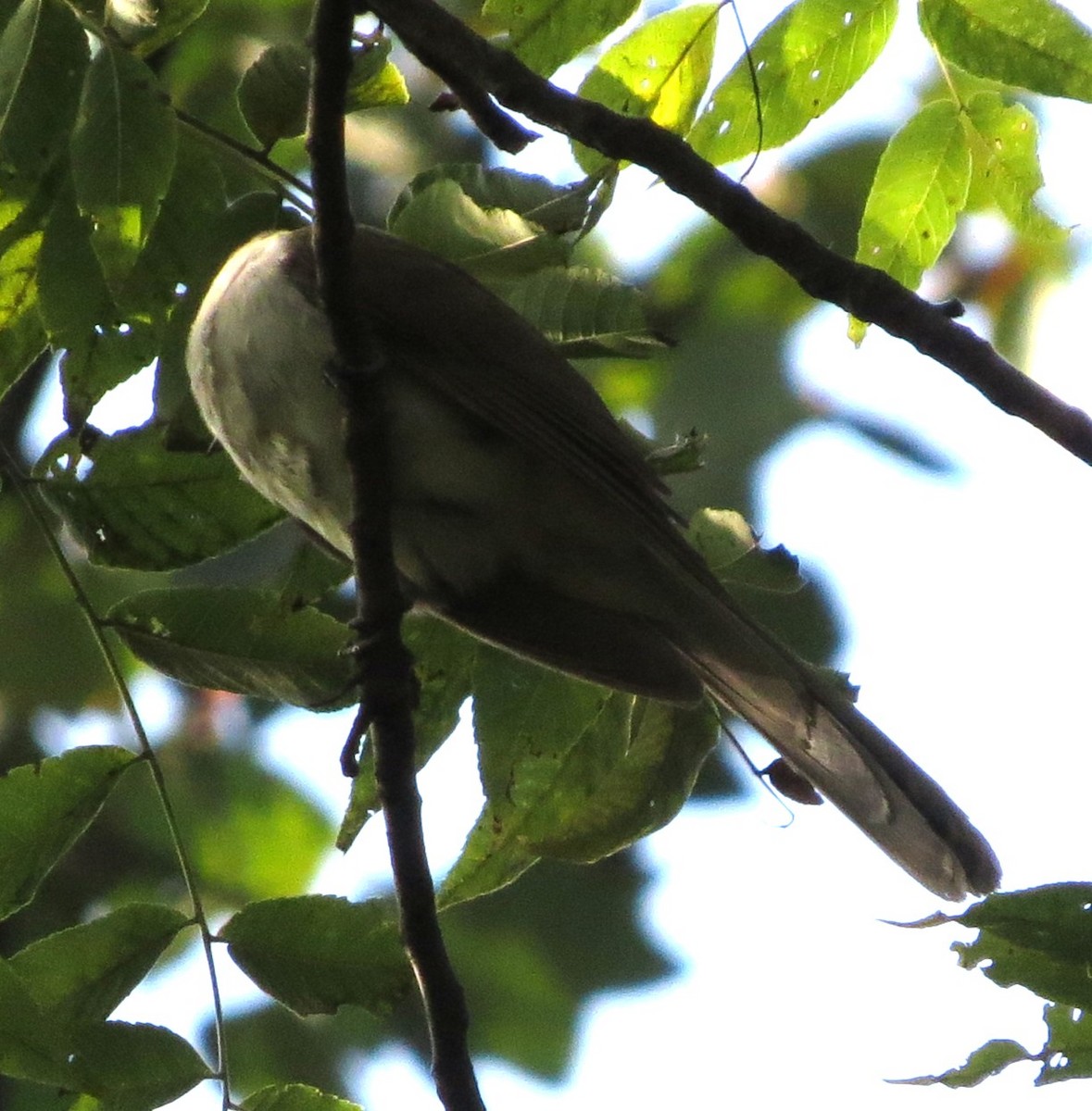 kukačka černozobá - ML641339770