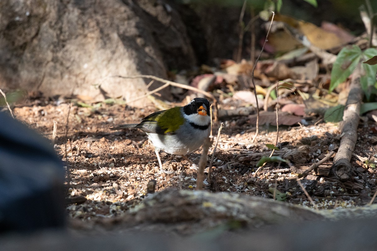Saffron-billed Sparrow (Saffron-billed) - ML641339771