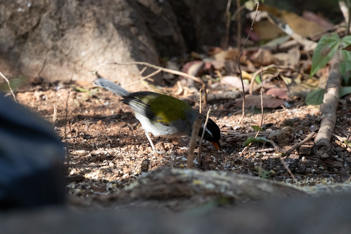 Saffron-billed Sparrow (Saffron-billed) - ML641339772