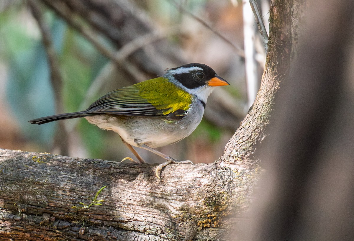 Saffron-billed Sparrow (Saffron-billed) - ML641339773