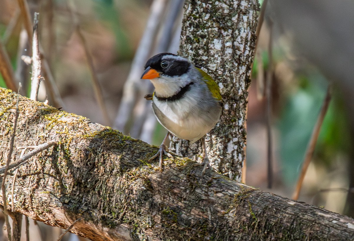 Saffron-billed Sparrow (Saffron-billed) - ML641339774