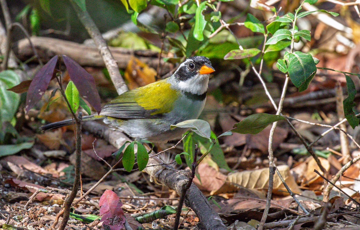 Saffron-billed Sparrow (Saffron-billed) - ML641339775