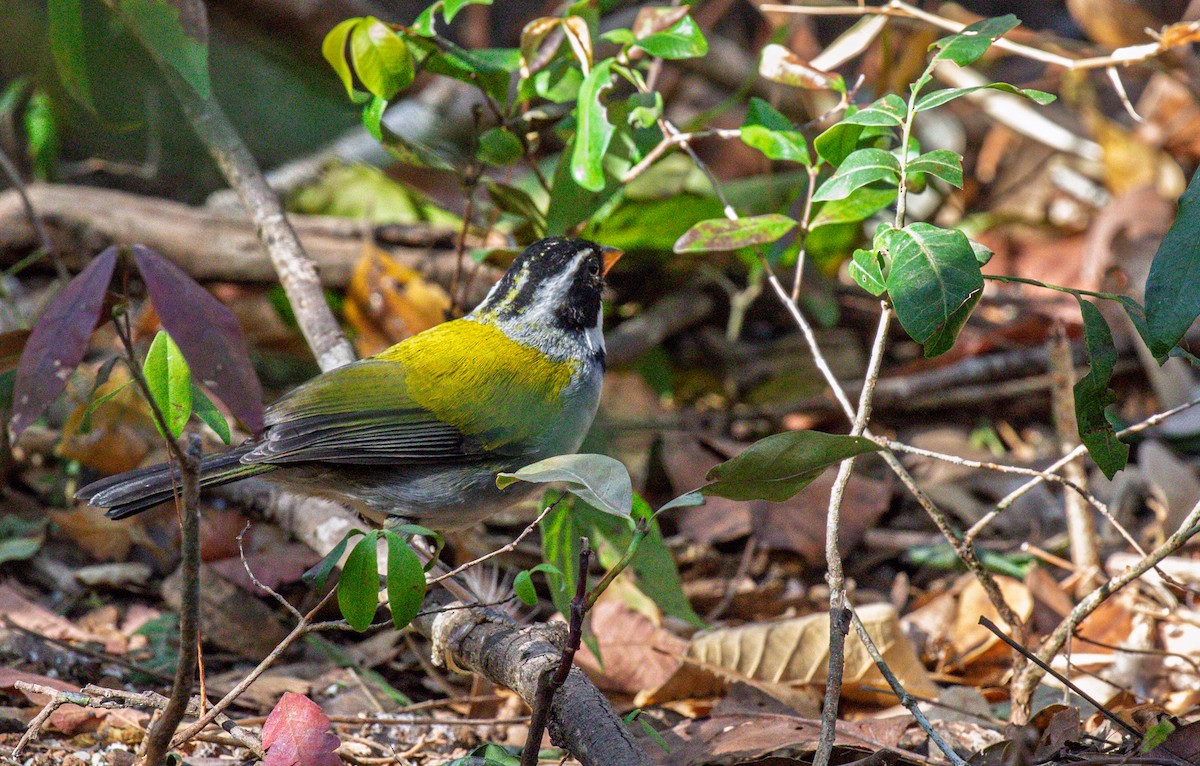 Saffron-billed Sparrow (Saffron-billed) - ML641339777