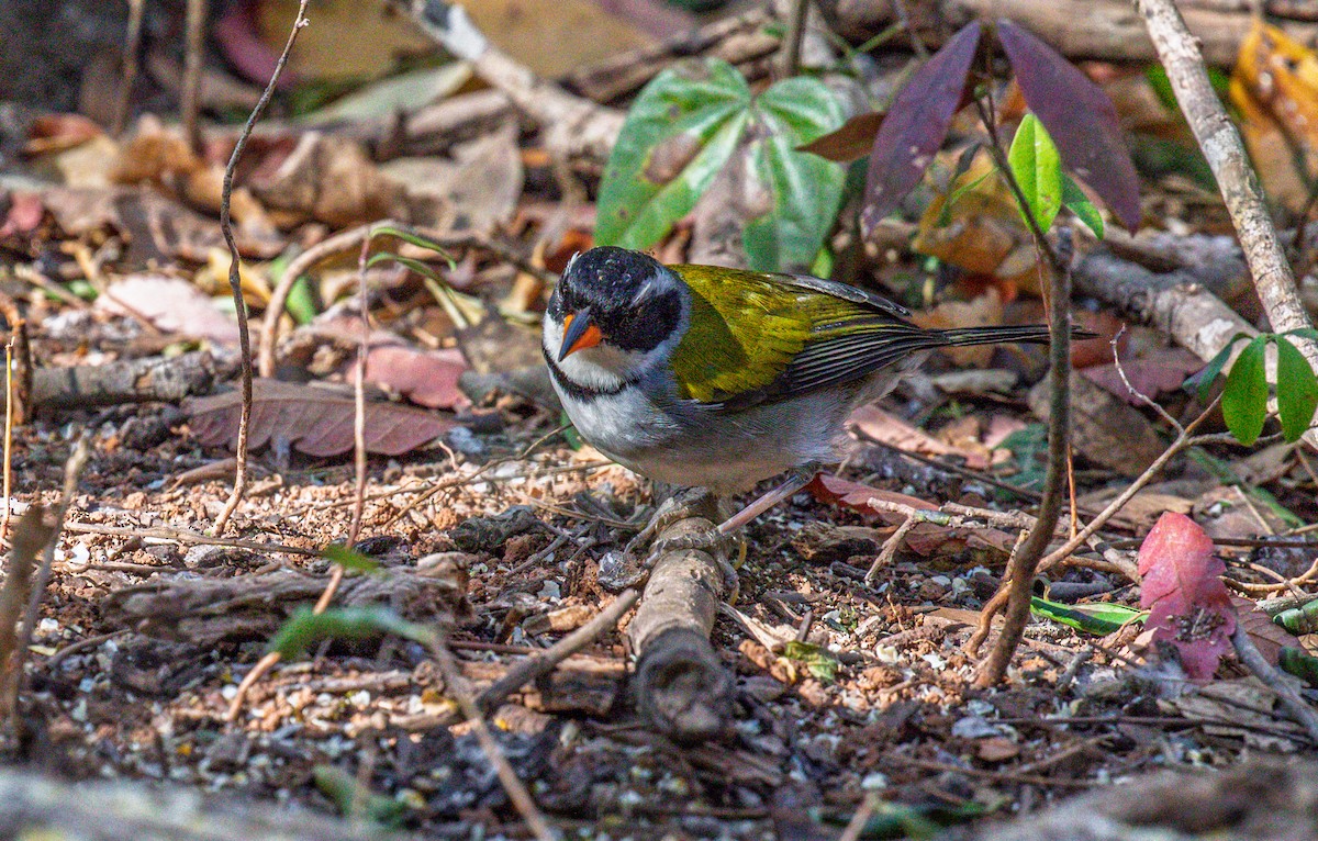 Saffron-billed Sparrow (Saffron-billed) - ML641339778