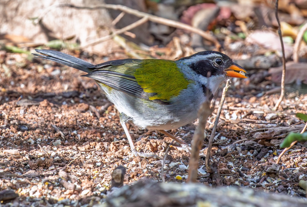 Saffron-billed Sparrow (Saffron-billed) - ML641339779