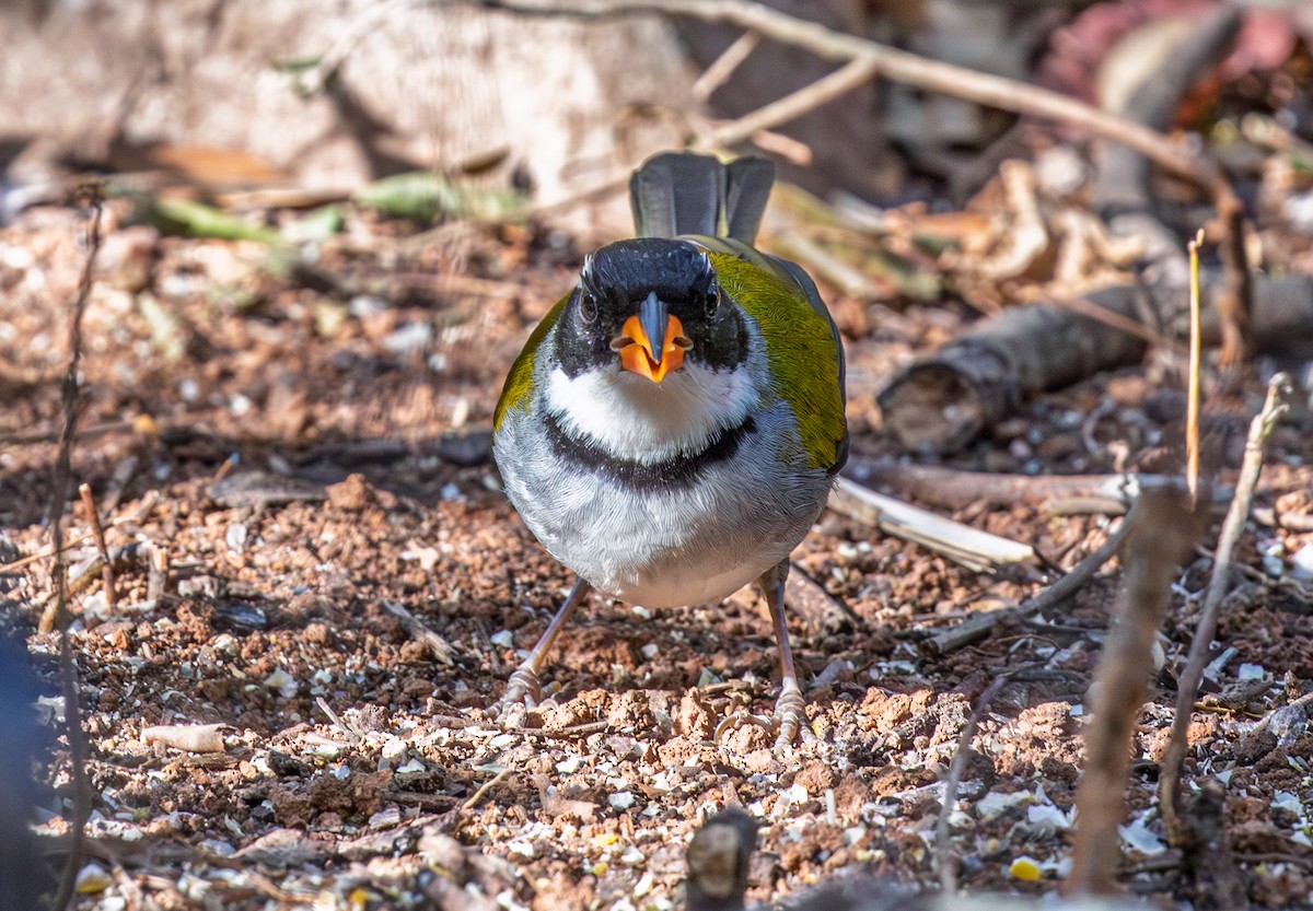 Saffron-billed Sparrow (Saffron-billed) - ML641339781