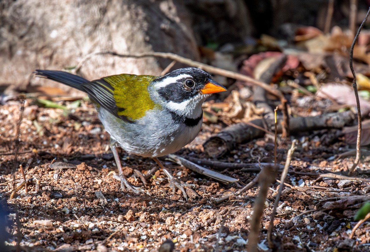 Saffron-billed Sparrow (Saffron-billed) - ML641339782