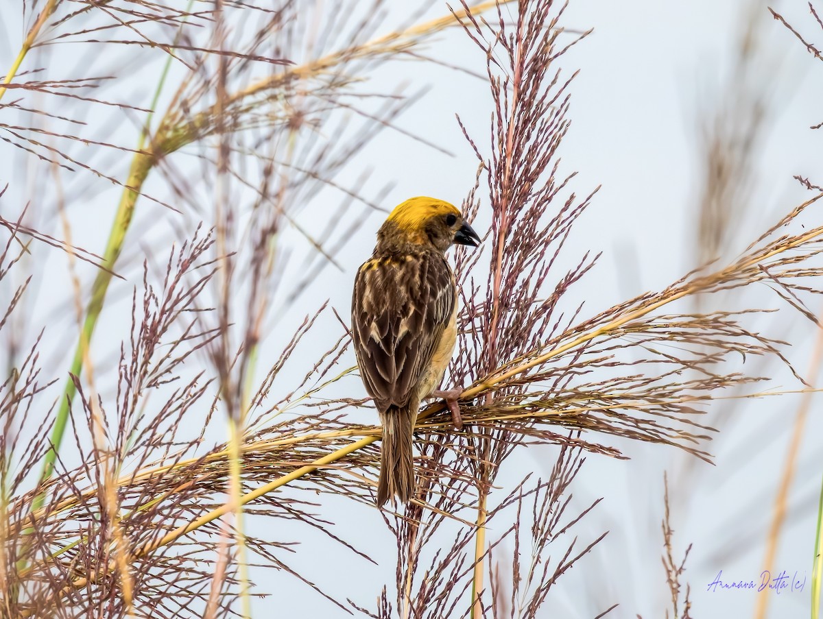 Baya Weaver - ML641339797