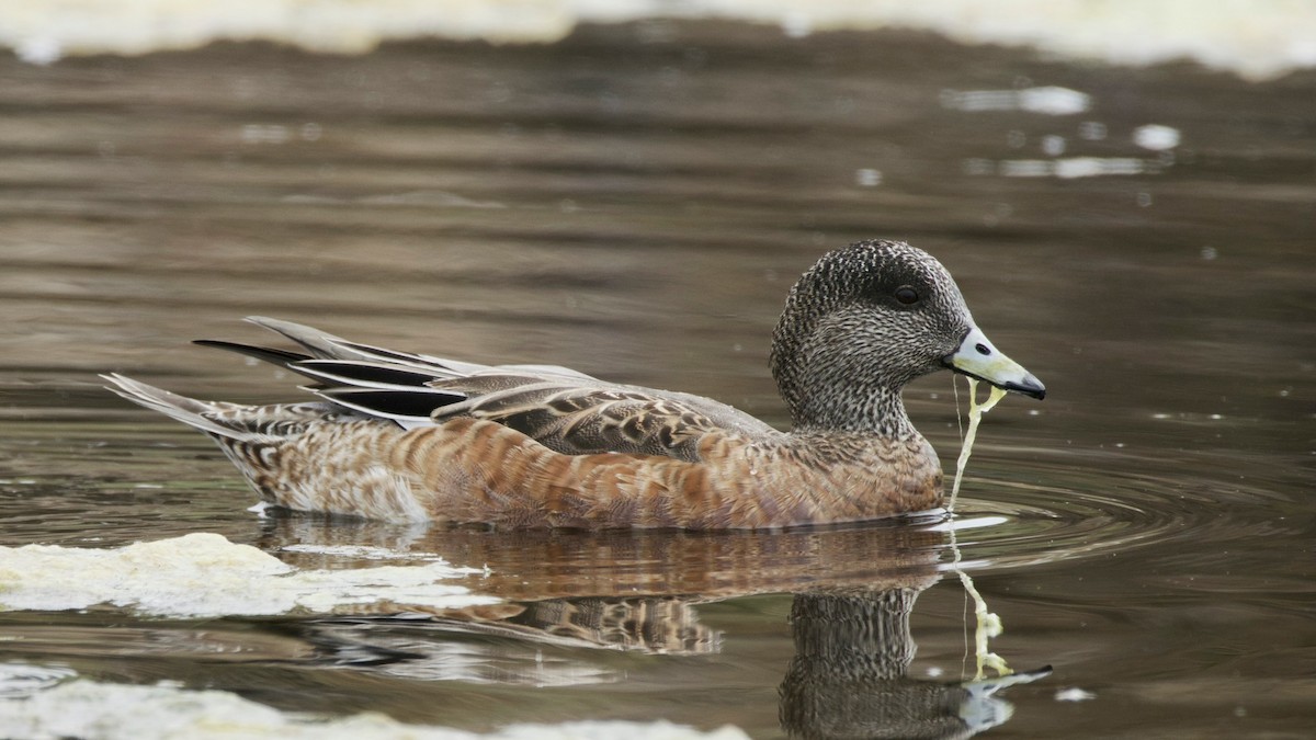 American Wigeon - ML641339848