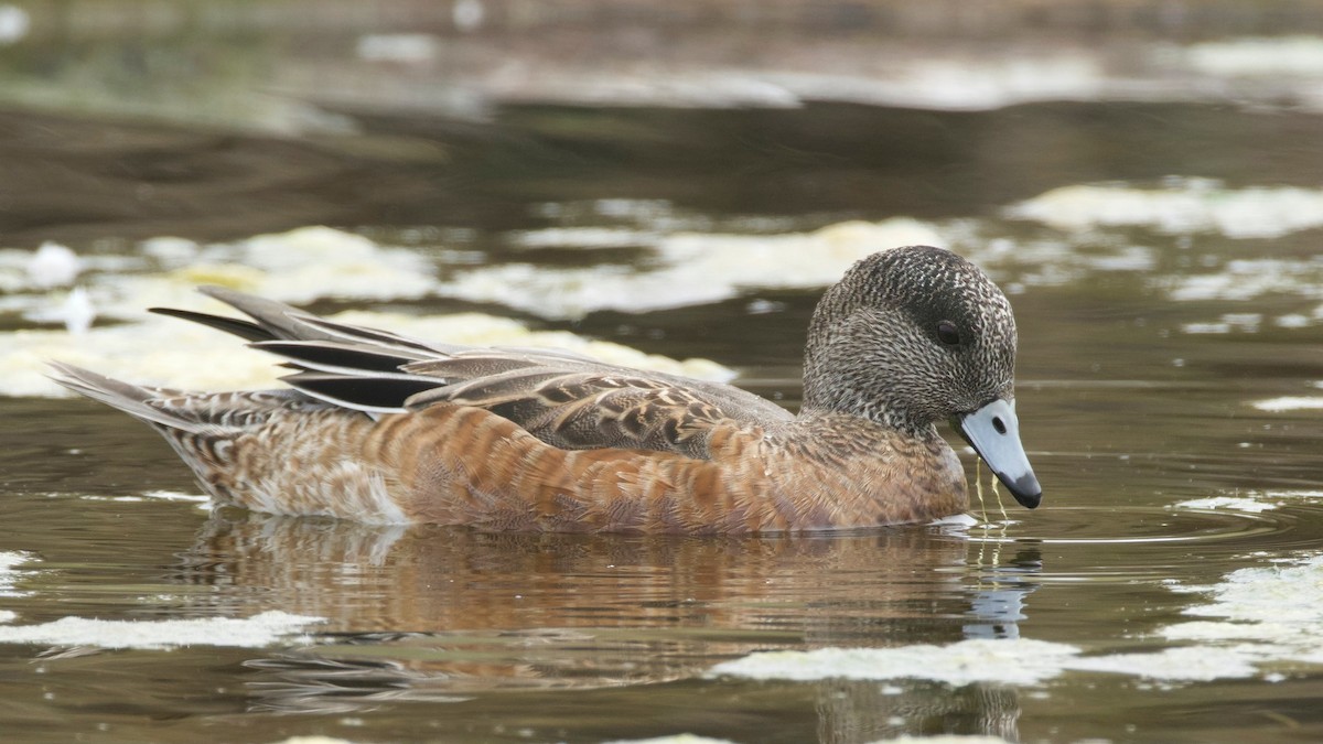 American Wigeon - ML641339849