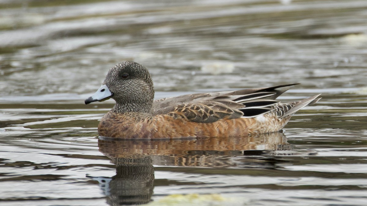 American Wigeon - ML641339850