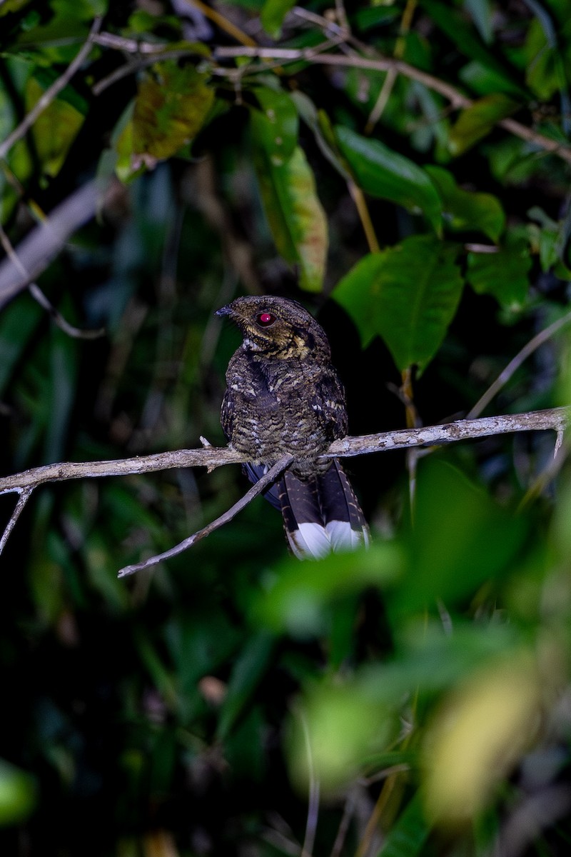 Andaman Nightjar - ML641339899