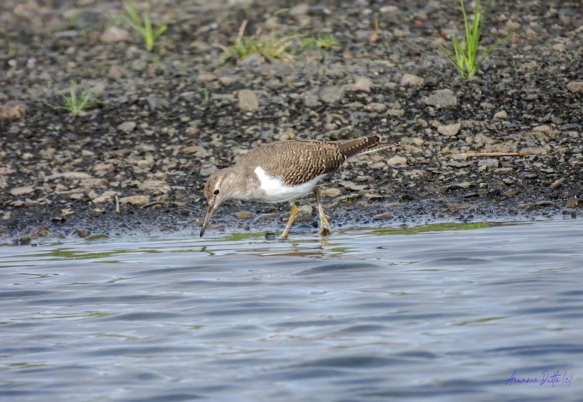 strandsnipe - ML641339939