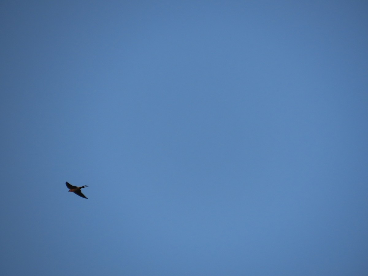 Eastern Red-rumped Swallow (Striated) - ML641339954