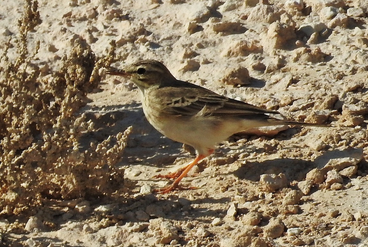 פפיון צהוב - ML641339970