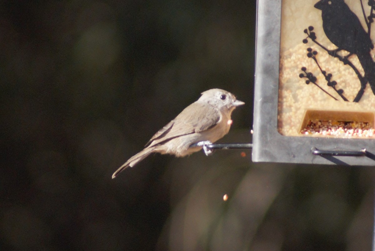 Oak Titmouse - ML641339978