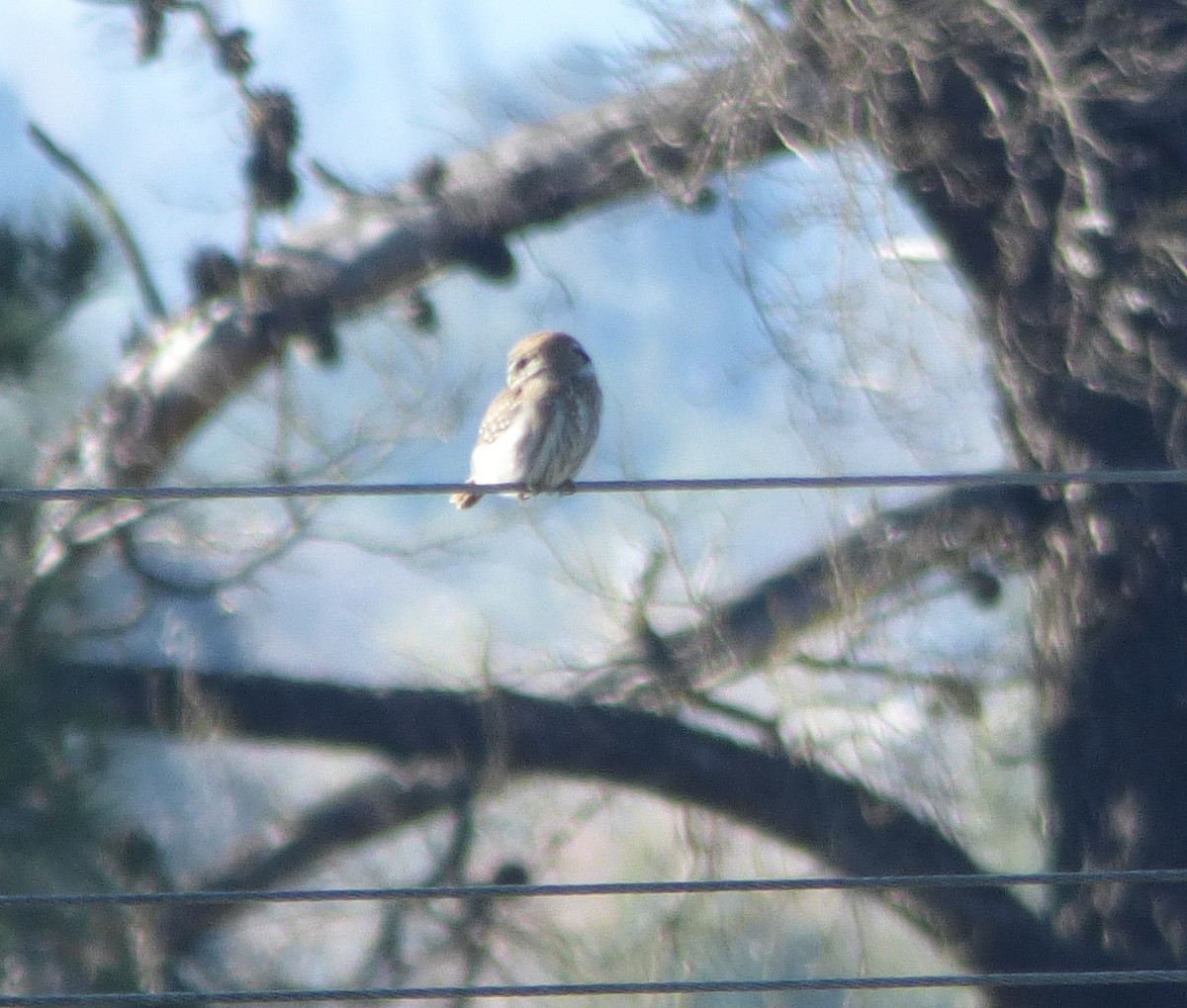 Austral Pygmy-Owl - ML641339985