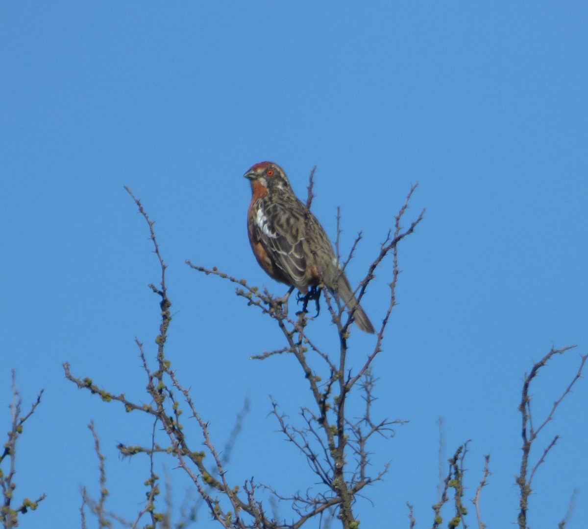 Rufous-tailed Plantcutter - ML641339988