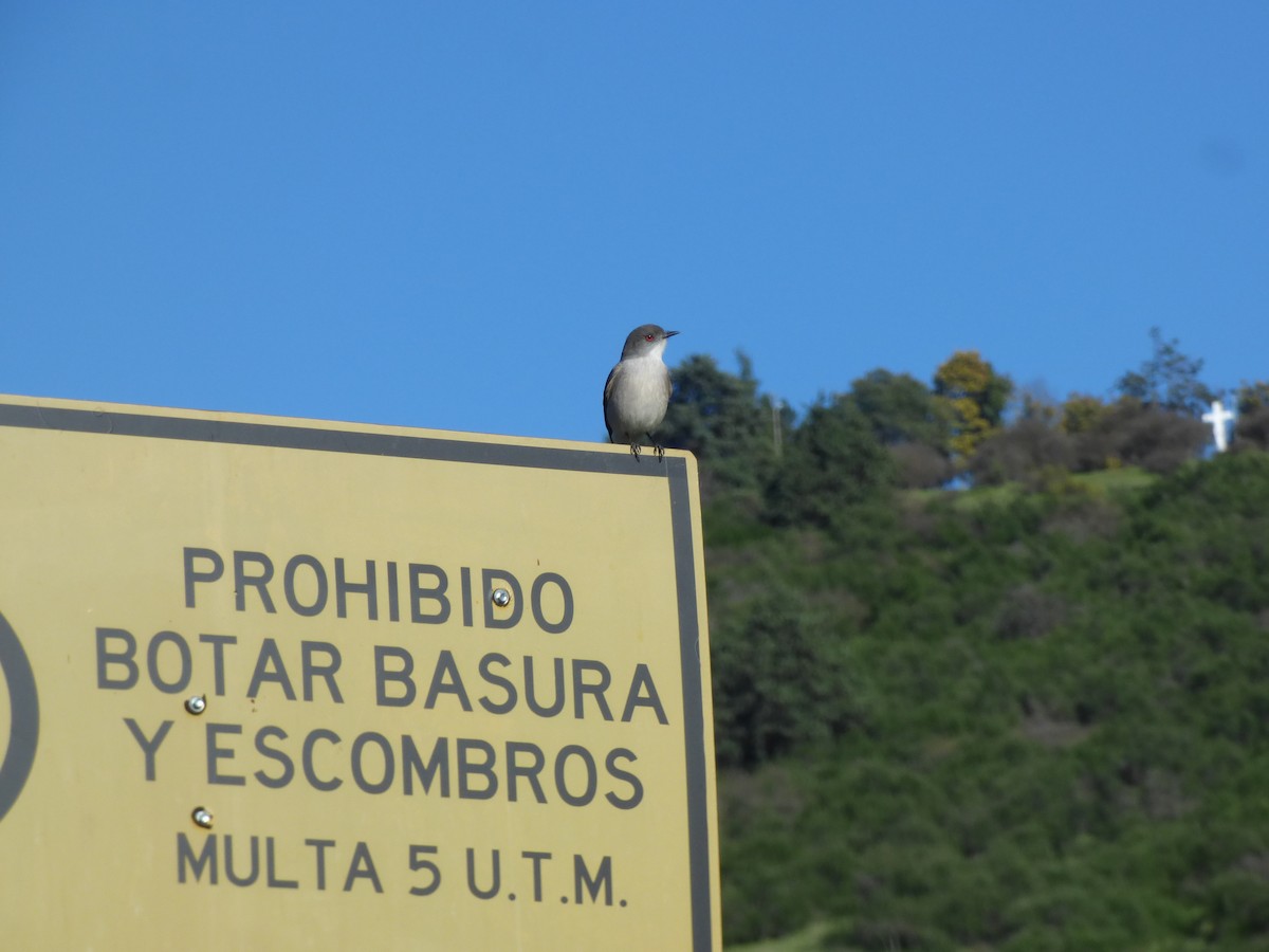 Fire-eyed Diucon - ML641340010