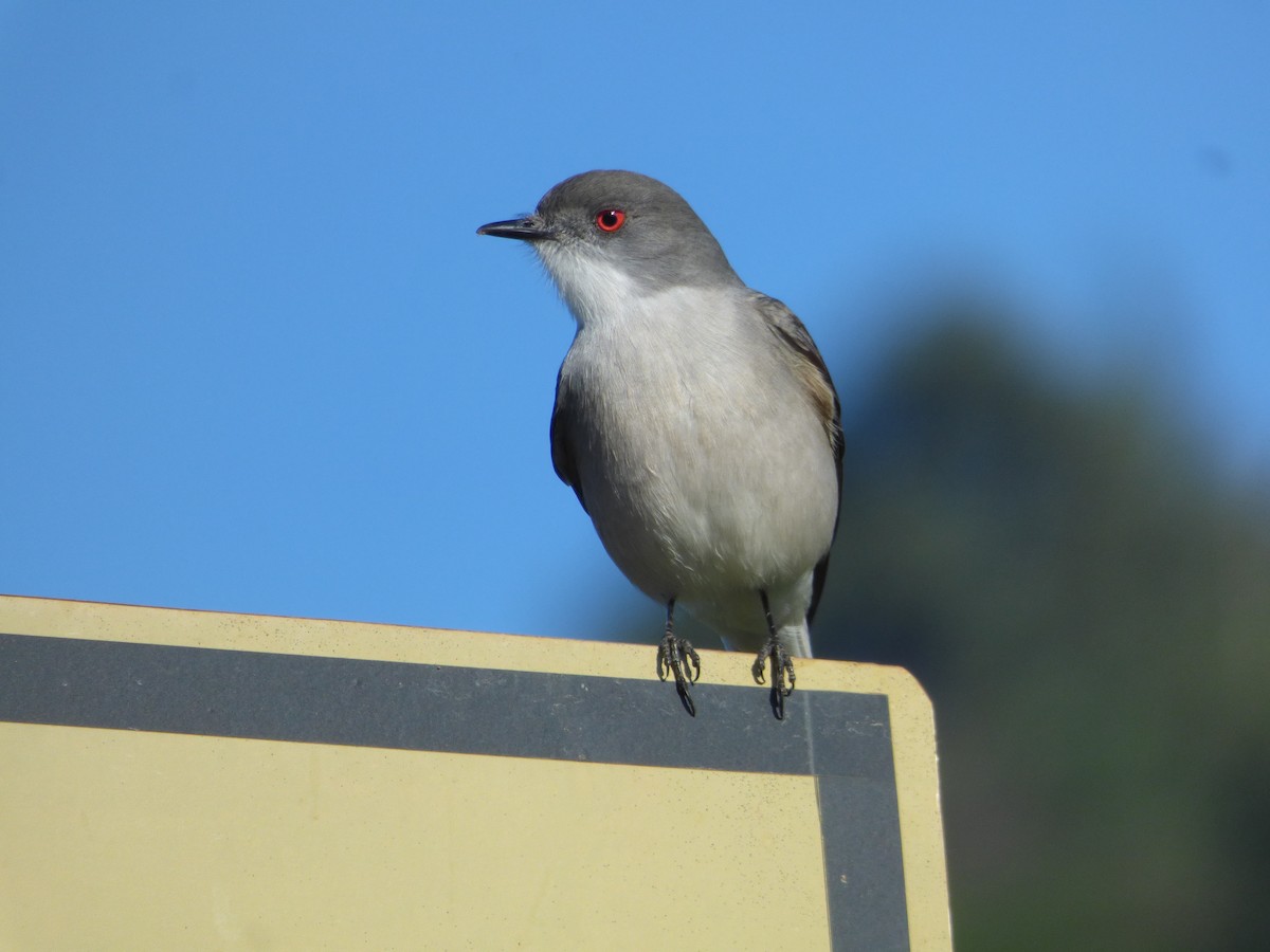 Fire-eyed Diucon - ML641340012