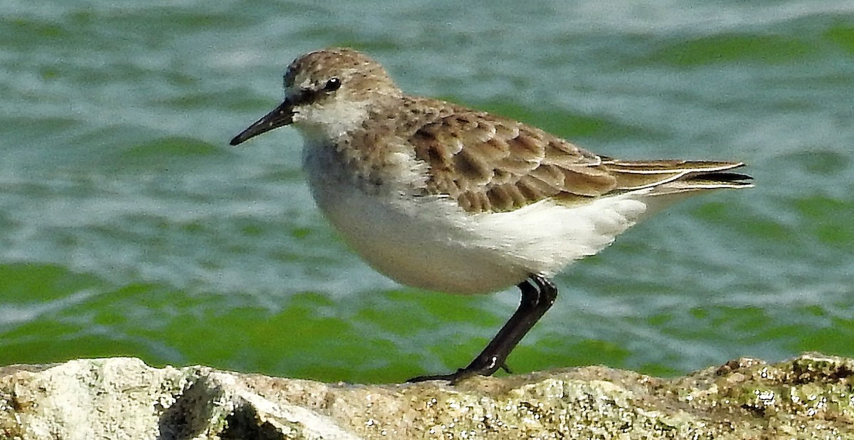 dvergsnipe - ML641340024