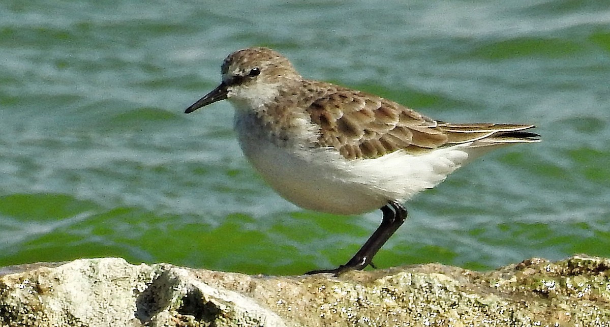 dvergsnipe - ML641340025