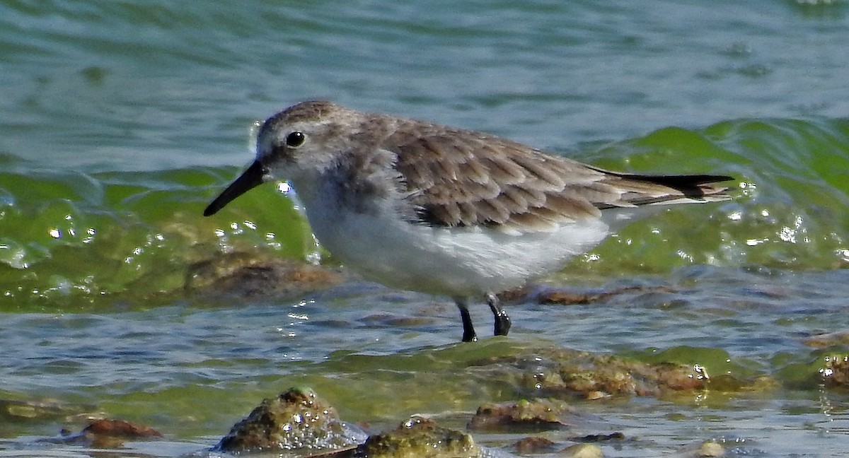 dvergsnipe - ML641340026