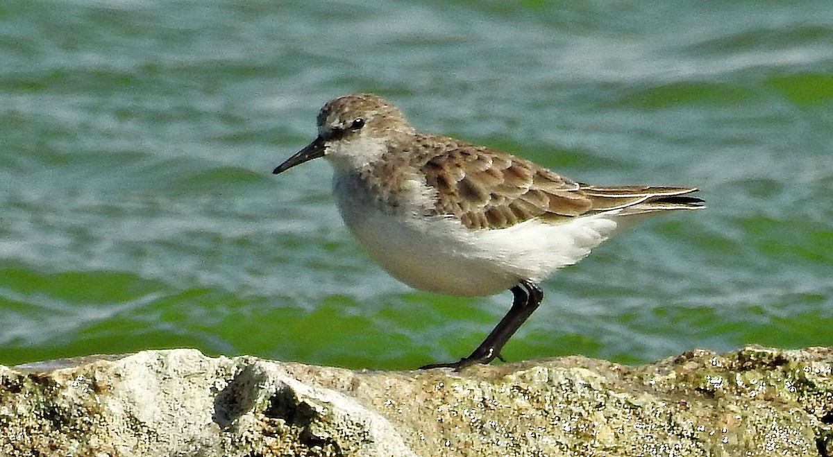 dvergsnipe - ML641340027